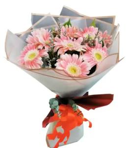 No Gerbera Daisy image